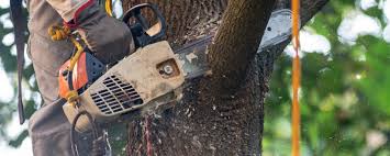 Reliable Antelope, CA  Tree Services Solutions