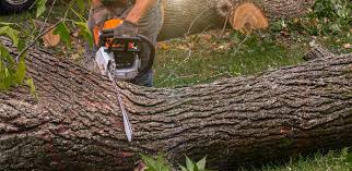 Why Choose Our Tree Removal Services in Antelope, CA?