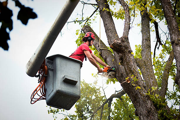 Best Leaf Removal  in Antelope, CA